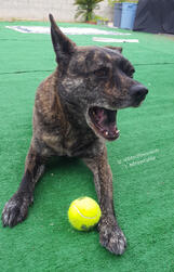 Lexi the Pitlabrachow